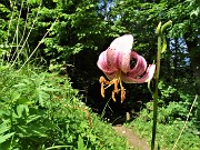 18 Lilium martagon (Giglio martagone)